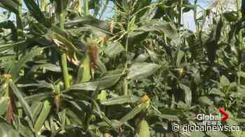 Taber corn facing second-straight year of hail challenges