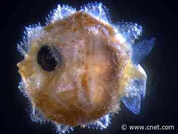 Scientists finally identify giant sunfish larva and they're not giant at all     - CNET
