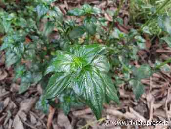 Marco Damele presenta la Rungia klossii , l'insolita e curiosa "Erba Fungo" - Riviera Press