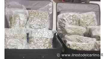 Nelle valigie 58 chili di erba e 61mila euro - il Resto del Carlino
