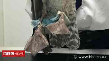 Coronavirus: Gull caught in PPE face mask in Chelmsford