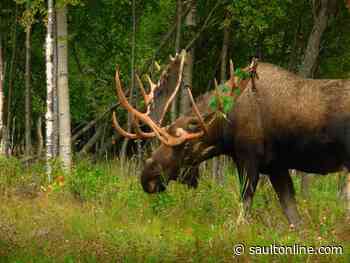 $17,500 In Fines and Hunting Suspension For Illegal Moose Hunt