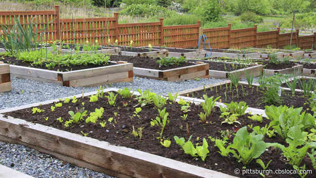 Can Gardening Relieve Burnout? Read An Excerpt from ‘The Well-Gardened Mind’ 