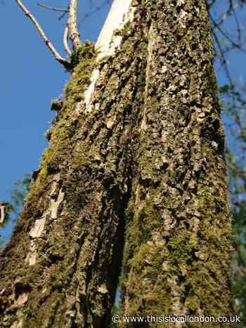 Council urges residents to become tree wardens