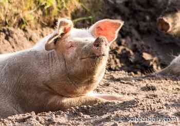Happier Pigs and Tastier Pork: Recycling Japanese Liquor Leftovers As Animal Feed