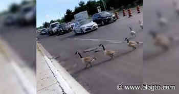 Canada geese bring rush hour traffic to a complete halt in Toronto - blogTO