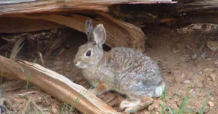 Fatal rabbit disease moves into Utah’s wild population