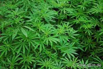 Bewaffneter Drogenhandel: Polizei stellt Marihuana-Plantage in Memmingen sicher - Memmingen - all-in.de - Das Allgäu Online!