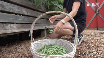Community-run garden grows food for those in need