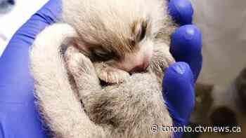 Newborn red panda dies at Toronto Zoo after first birth in 24 years