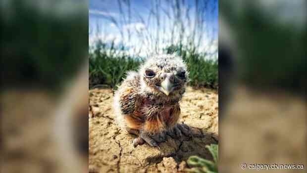 Calgary Zoo instrumental in helping save Canadian endangered species
