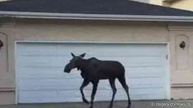 Working out in Alberta during August could help injured wildlife