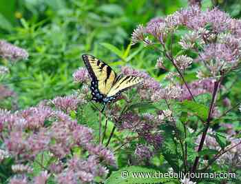 Ecology, Environment, Arts & Fun: Wheaton Arts & CCIA host virtual eco week - The Daily Journal