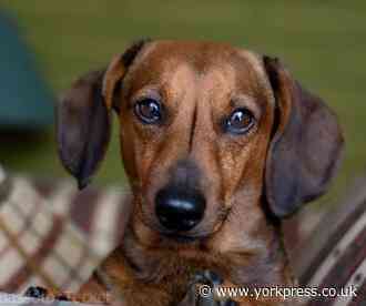 Poppy the daschund rescued from rabbit hole by firefighters