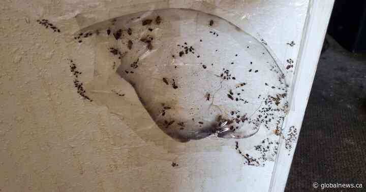 Over 150 people evacuated after Saskatoon motel shut down due to unsafe, unsanitary conditions - Globalnews.ca