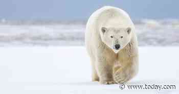 Polar bears could disappear by end of century due to melting ice, climate change