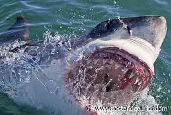 Hilton Head Island shark tagged three years ago detected swimming in Rhode Island waters - Charleston Post Courier