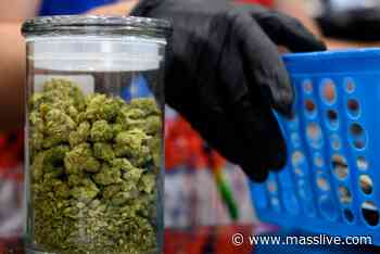 1st testing lab in Rhode Island to certify marijuana potency - MassLive.com