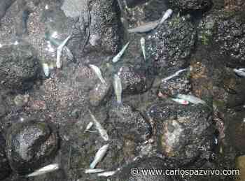 Preocupa la mortandad de peces en el río Ctalamochita - Carlos Paz Vivo!