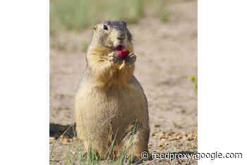 Yes, The Bubonic Plague Is Still Around. But There’s No Need to Freak Out
