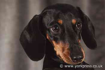 Firefighters rescue dog in difficulty in North Yorkshire