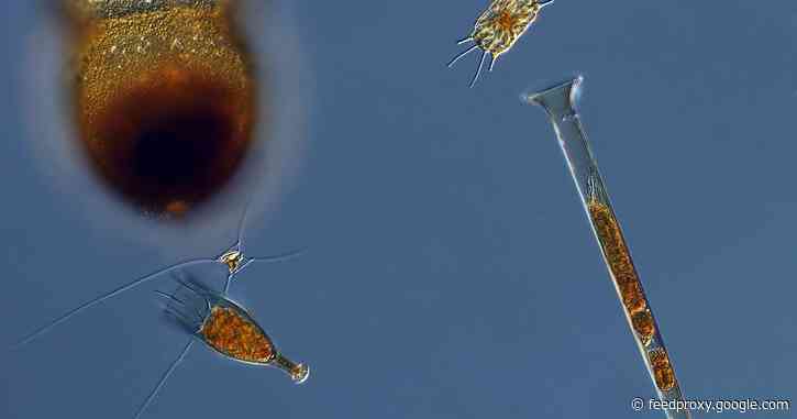 Marine drifters: Interdisciplinary study explores plankton diversity
