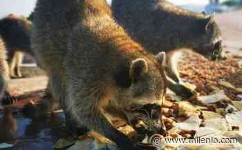 Coronavirus pone en peligro a mapaches de Playa Miramar - Milenio