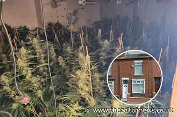 Albanian gardener jailed after house found packed with cannabis
