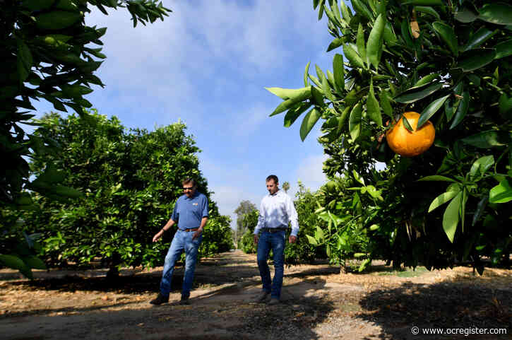 UC Riverside geneticist lauded for breakthrough in battle against citrus-killing HLB disease