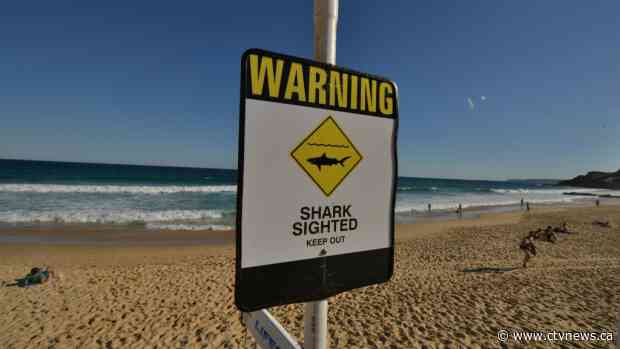 'I still love sharks': Bloodied woman unbowed after Australia attack