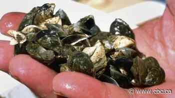Invasive zebra mussels found on boat entering Sask.