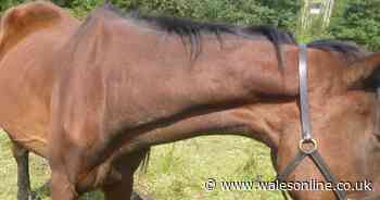 Man banned from keeping horses after starving one