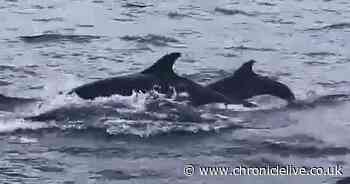 Amazing video shows playful pod of dolphins following boat off North East coast