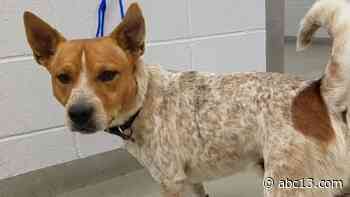 Houston man gets 3 years in prison for punching and choking a dog - KTRK-TV