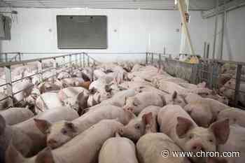 Hooking up human lungs to live pigs could lead to greater transplant success rate, scientists say