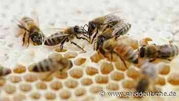 Faulbrut bei Bienen in der Region Leipzig ausgebrochen - Süddeutsche Zeitung