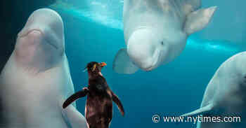 Virtual Encounters With Purring Cheetahs and Curious Penguins