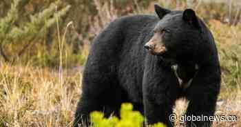 Black bear euthanized at Waterton Lakes National Park for ‘excessive level of habituation’: Parks Canada