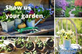 Send us photos of your York garden