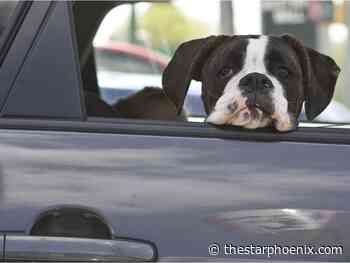 As the temperature rises, SPCA says don't leave dogs in hot vehicles