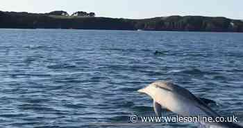 Huge pod of dolphins filmed swimming along Welsh coast