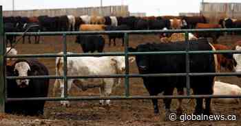 2 charged with trafficking cattle in Alberta, Saskatchewan