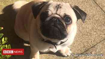 Pug puppy saved after swallowing needle