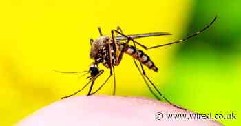 Climate change is fuelling the spread of deadly tropical diseases