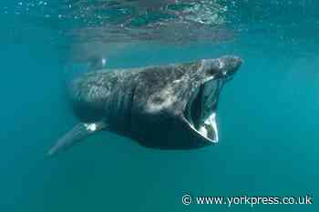 Basking shark beaches on North Yorkshire coast