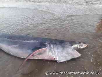 Shark washed up on Filey beach alive