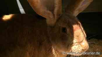 Besitzer überglücklich: Bei Teterow ausgesetzte Kaninchen waren Diebesgut | Nordkurier.de - Nordkurier