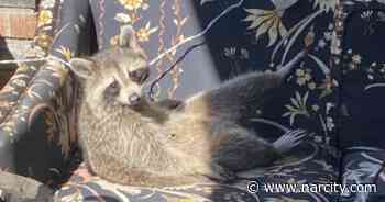 Extremely Chill Raccoon Makes Herself At Home On Toronto Woman's Couch (VIDEO) - Narcity Canada