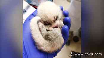 One of Toronto Zoo's baby red pandas dies - CP24 Toronto's Breaking News