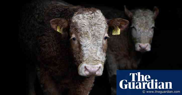 ‘Sending animals to war zones’: Irish cattle export to Libya may breach laws